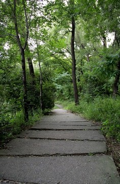 林中小路