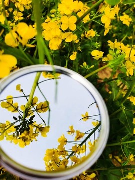 油菜花