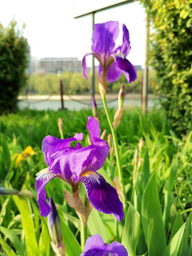 鳶尾花