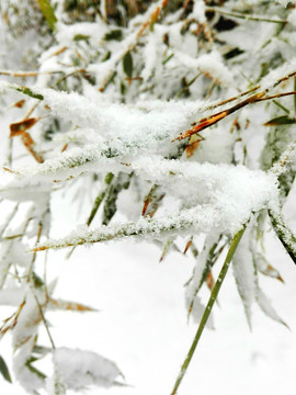 竹葉上的雪