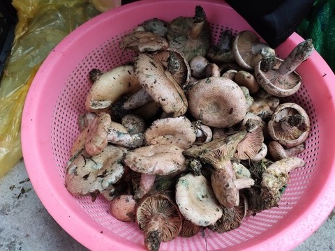 野生烏樅菌