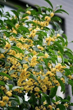 金桂花