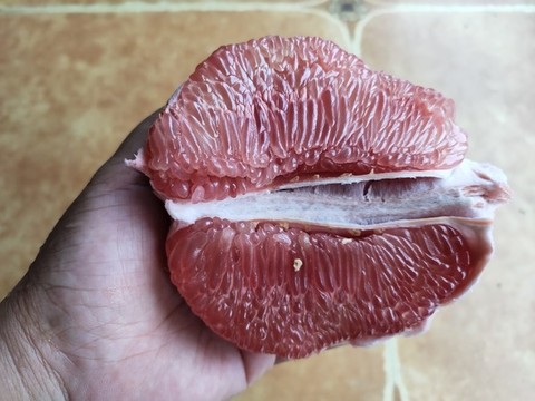 紅肉柚