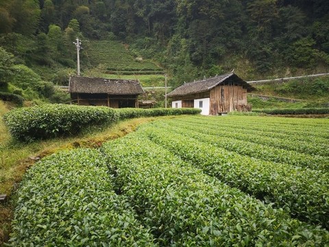 茶葉基地