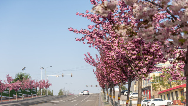 開滿櫻花的道路