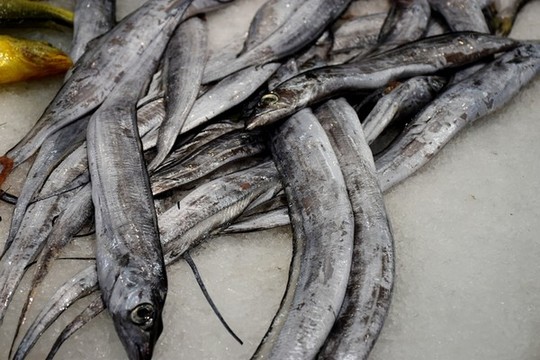 冰鮮帶魚