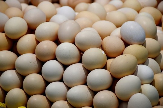 雞蛋