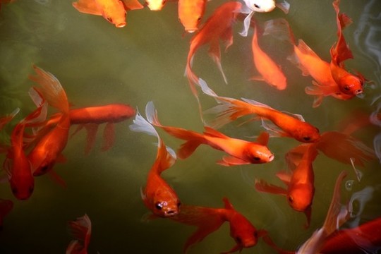 金魚(yú)