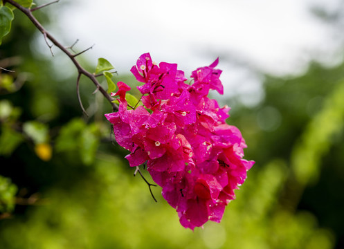 三角梅葉子花