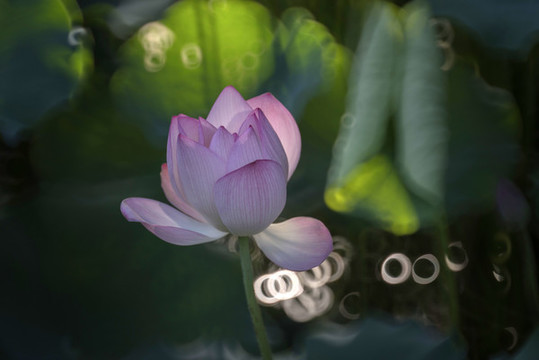 荷花
