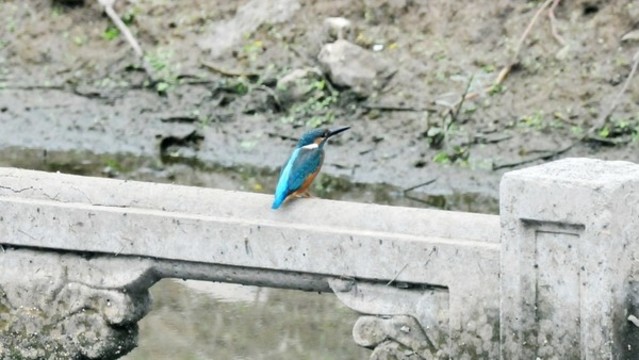 翠鳥
