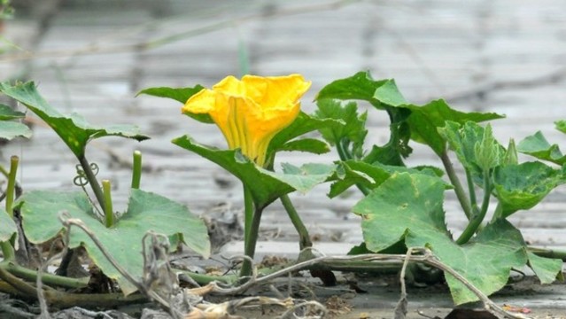 南瓜花