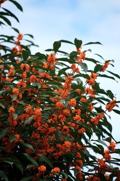 桂花