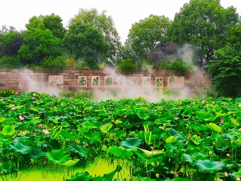 西溪濕地國家公園荷花
