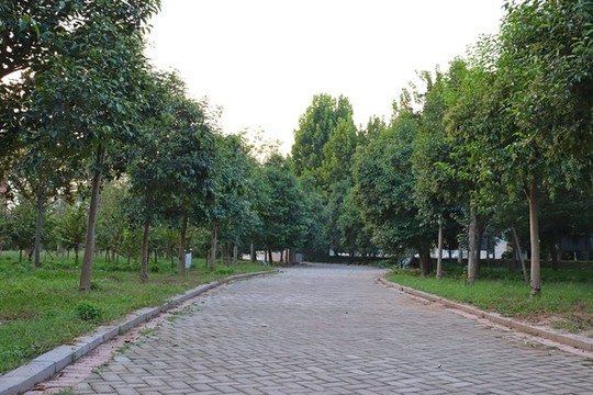 林間小路
