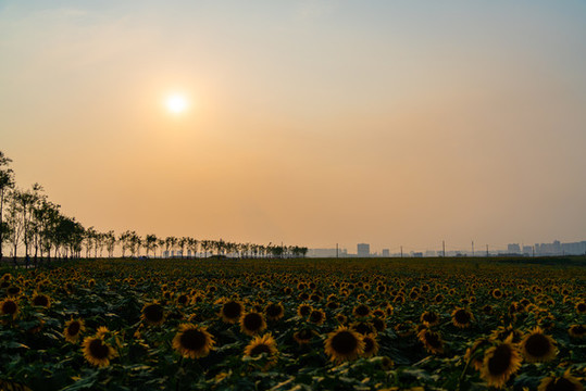 撫順葵花園夕陽花海
