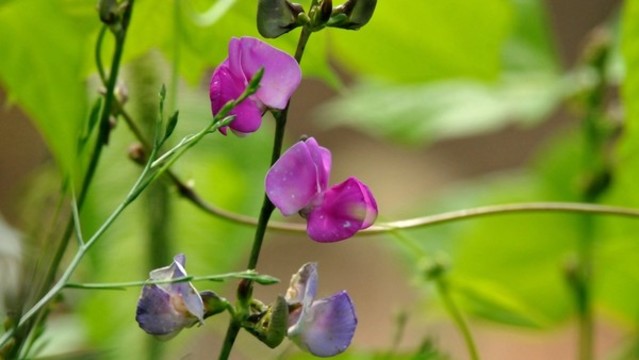 扁豆花