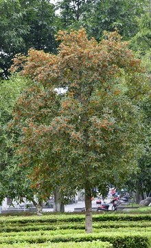 桂花樹