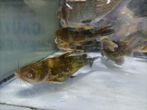 黃骨魚