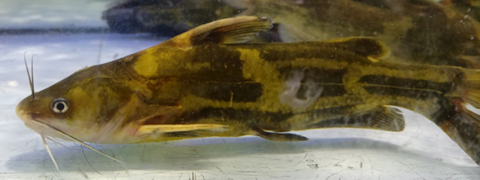 黃骨魚