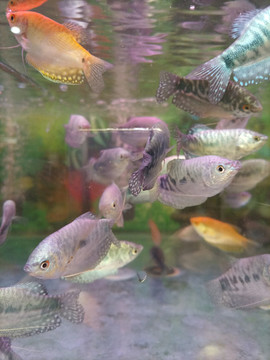 金龍魚