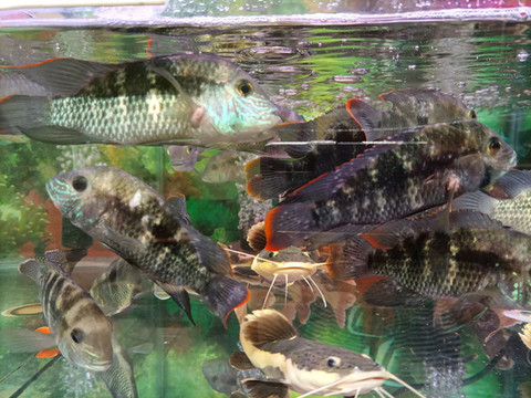招財(cái)貓魚