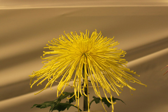 金絲菊