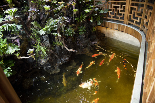 室內(nèi)魚塘