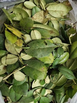 花椒葉
