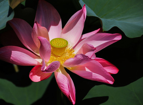 荷花