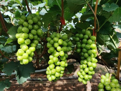 陽(yáng)光玫瑰葡萄種植基地