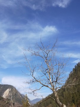 天空樹