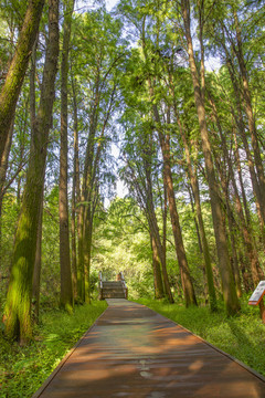 松樹林棧道