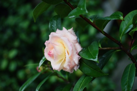 山茶花
