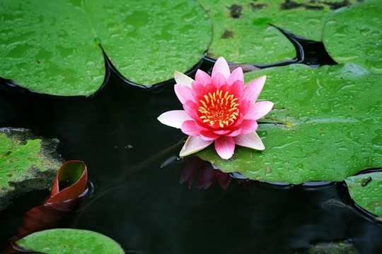 睡蓮開花