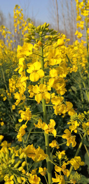 金燦燦的油菜花