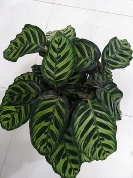 孔雀竹芋