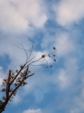 凌空樹丫