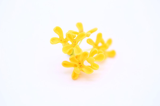 桂花