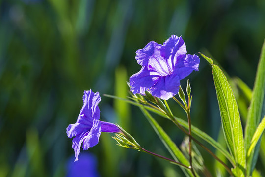 翠蘆莉花藍花草