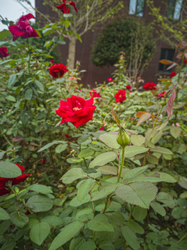 月季花