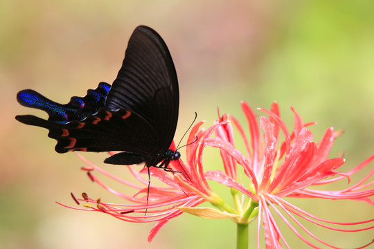 紅彼岸花