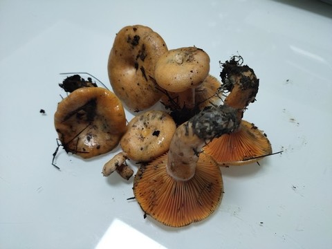 野生樅菌