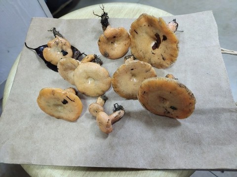 新鮮樅菌