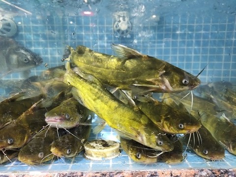 巖骨魚特寫