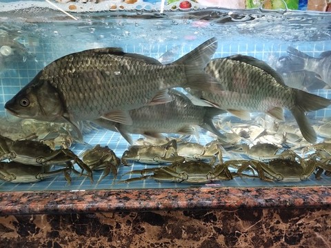 魚(yú)與大閘蟹