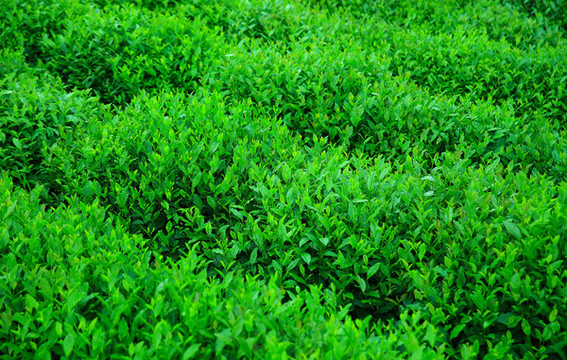龍井茶葉