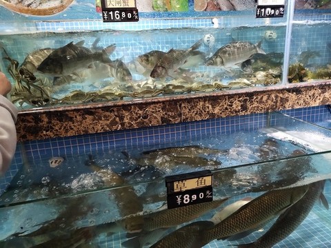 魚缸里的魚