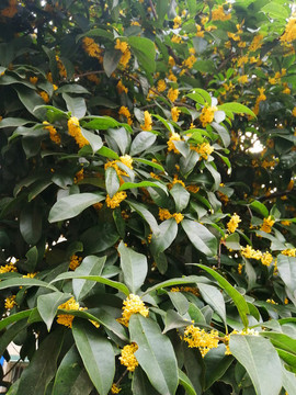 桂花