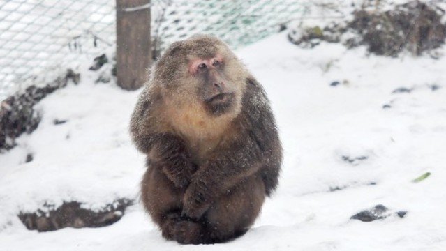 峨眉山藏獼猴